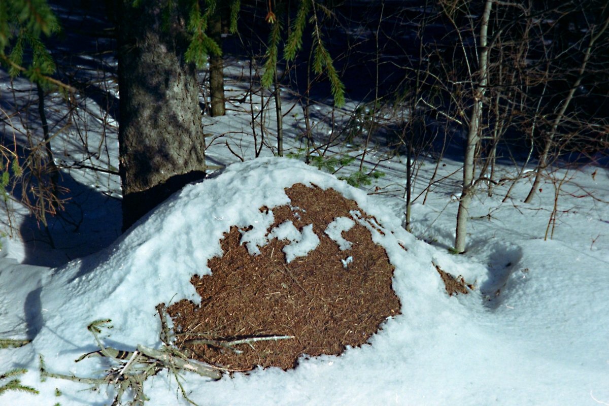 Муравейник зимой