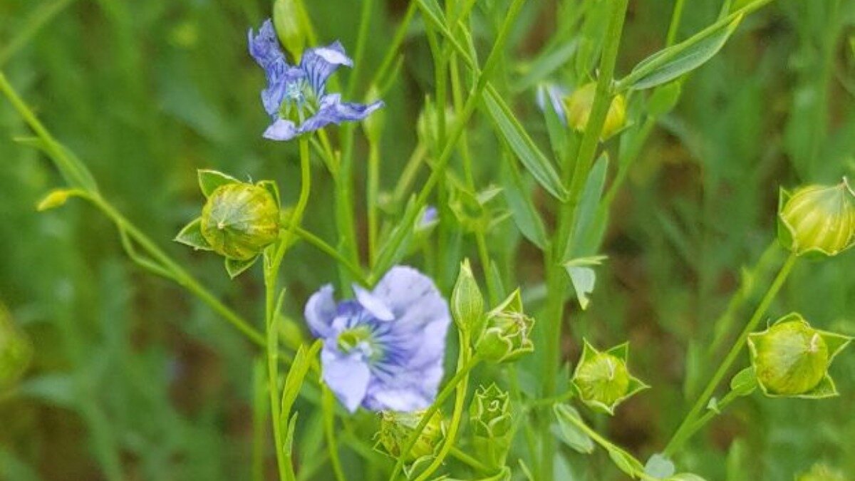 Фото: glavagronom.ru Фотография носит иллюстративный характер