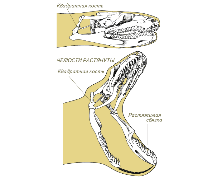 Пасть змеи фото