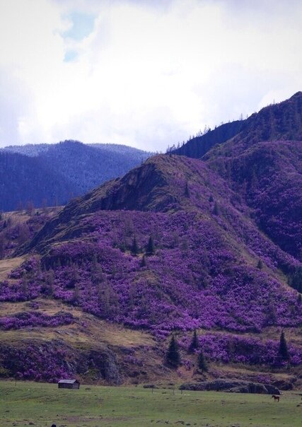 vk.com/terrasiberian