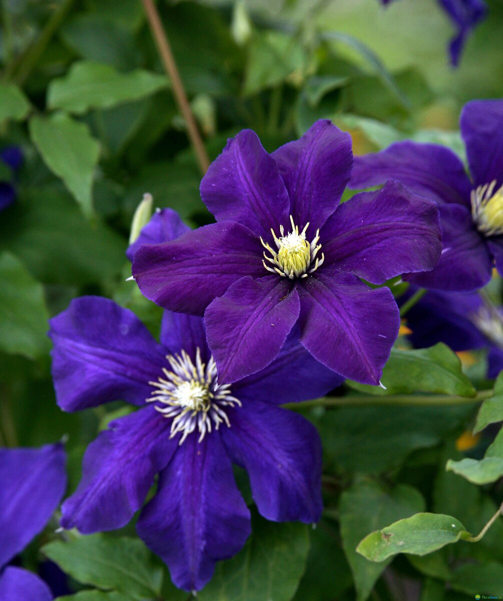 Blue Cottilion. Ранний крупноцветковый
