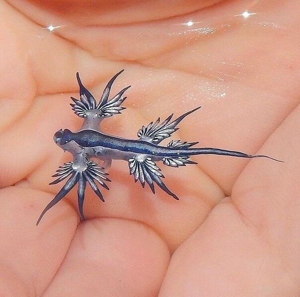                                   Голубой дракон . Фото из свободного доступа в интернете 