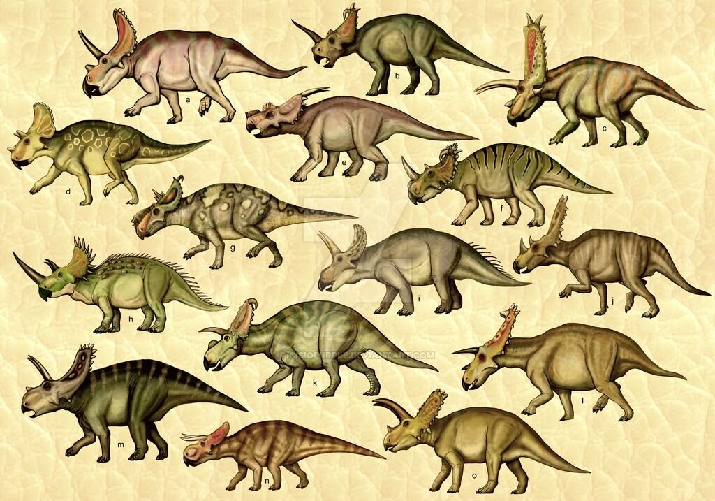 Нептичьи динозавры виды. Цератопсиды цератопсиды. Эволюция цератопсов. Эволюция Трицератопса. Цератопсиды динозавры.