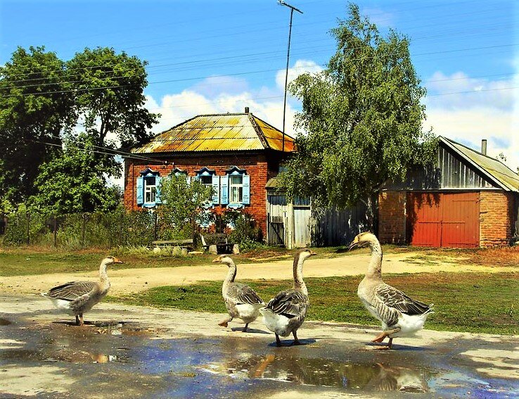 Пока деревня. Деревня моя деревенька колхозница. Гуси в деревне. Домик в деревне и гуси. Природа деревня гуси.