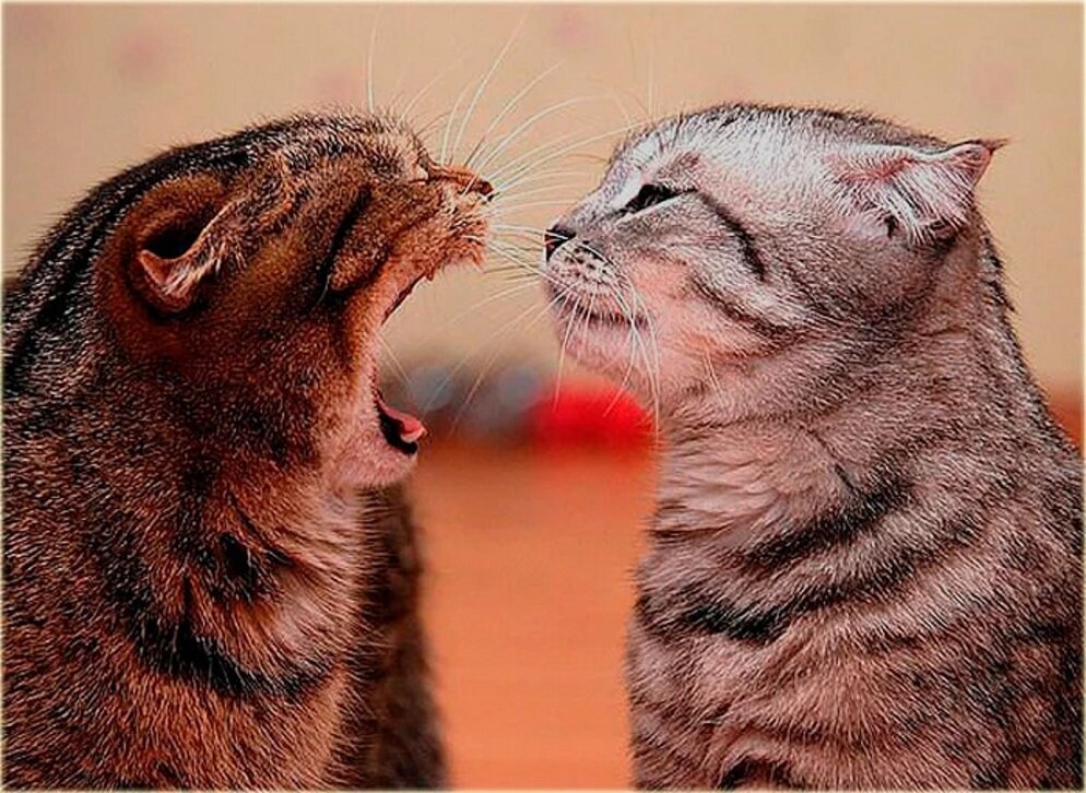 Фото из Яндекса