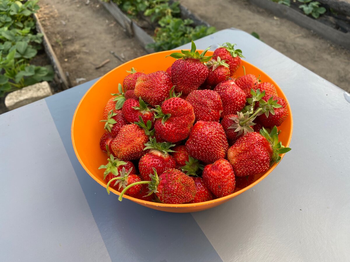 Такую чашечку собрали в третий раз