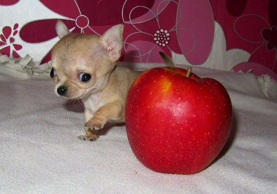 Порода самой маленькой собаки цена. Чихуахуа БУБУ. Чихуахуа чудо Милли. Самая маленькая собака в мире. Самые маленькие собаки в мире.