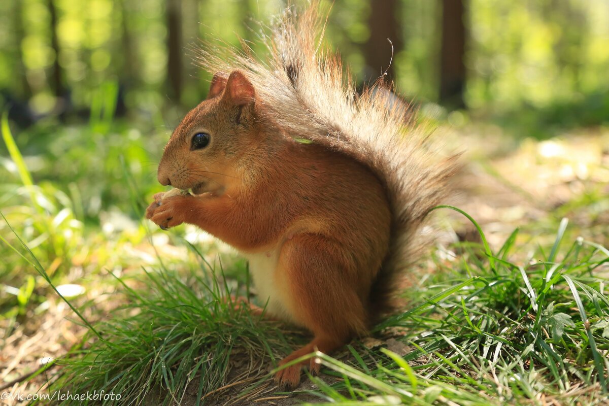 Беличий 3. Белка 3д модель. Беличий 3. Беличий 3. Беличий 3.