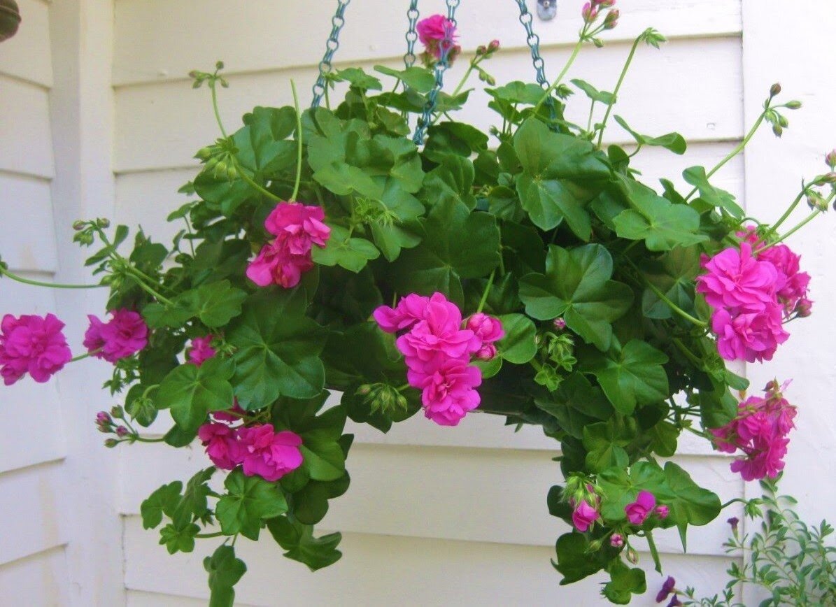 Источник фото: Яндекс картинки.