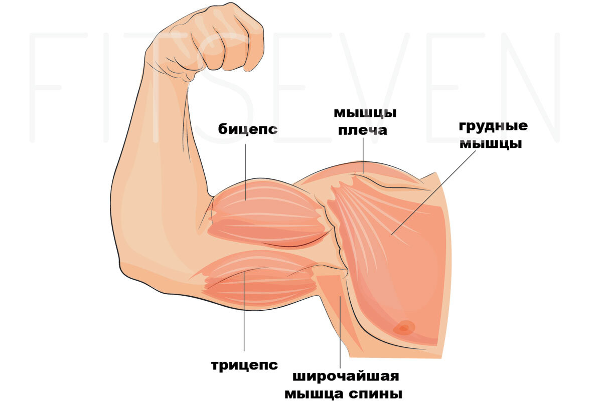  Программа упражнений для прокачки грудных мышц с гантелями — все о том, как качать грудь правильно. Лучшие упражнения и советы по составлению программы тренировок.    Как накачать грудь гантелями?-2