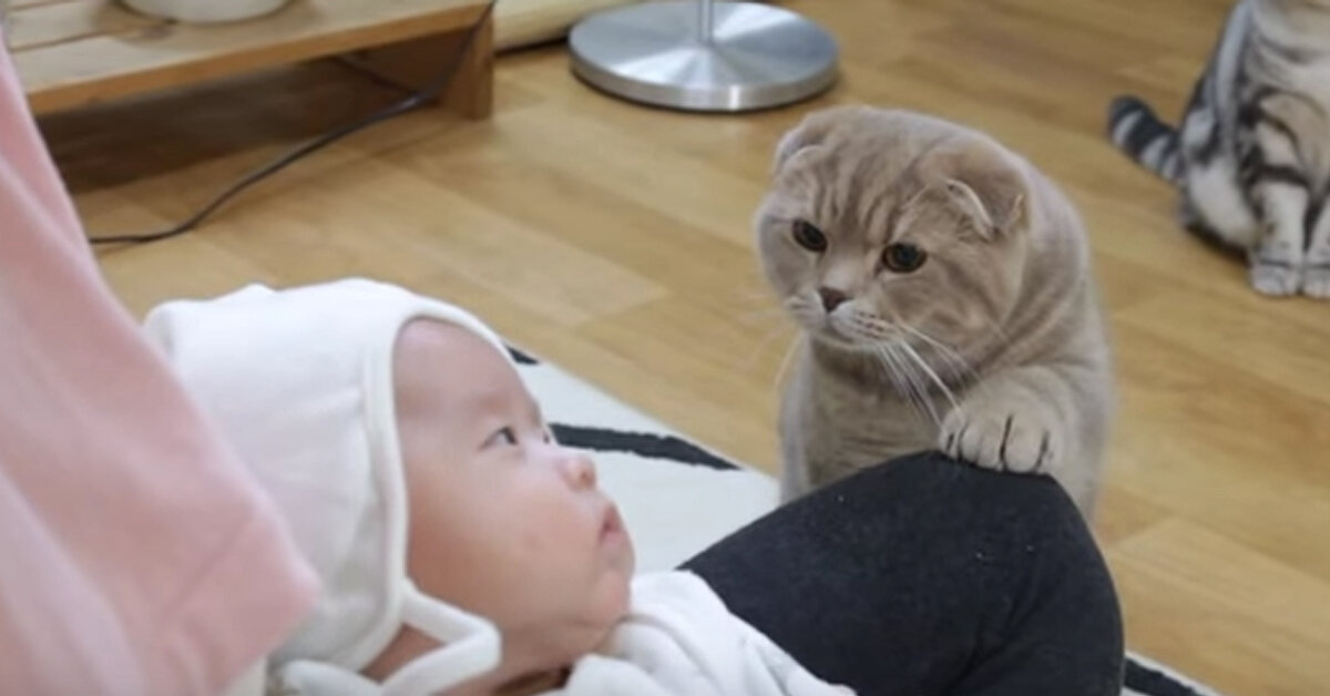 коты знакомятся с ребенком (фото Яндекс.Картинки)