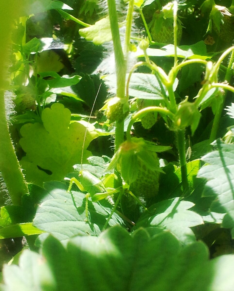 Этот кузнечик притаился на зеленом листочке, рядом с неспелой ягодой клубники