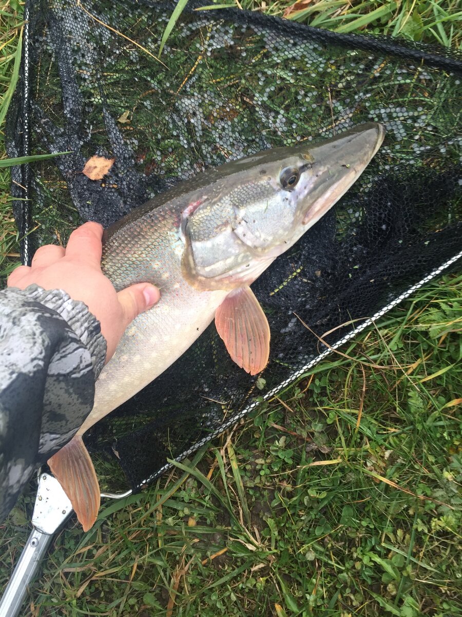 Вот такую красотку взял на воблер