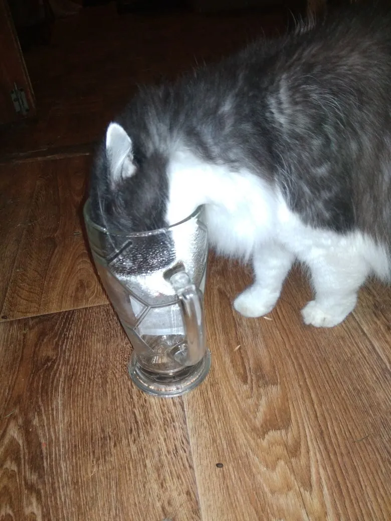 Кеша и Та Самая Кружка