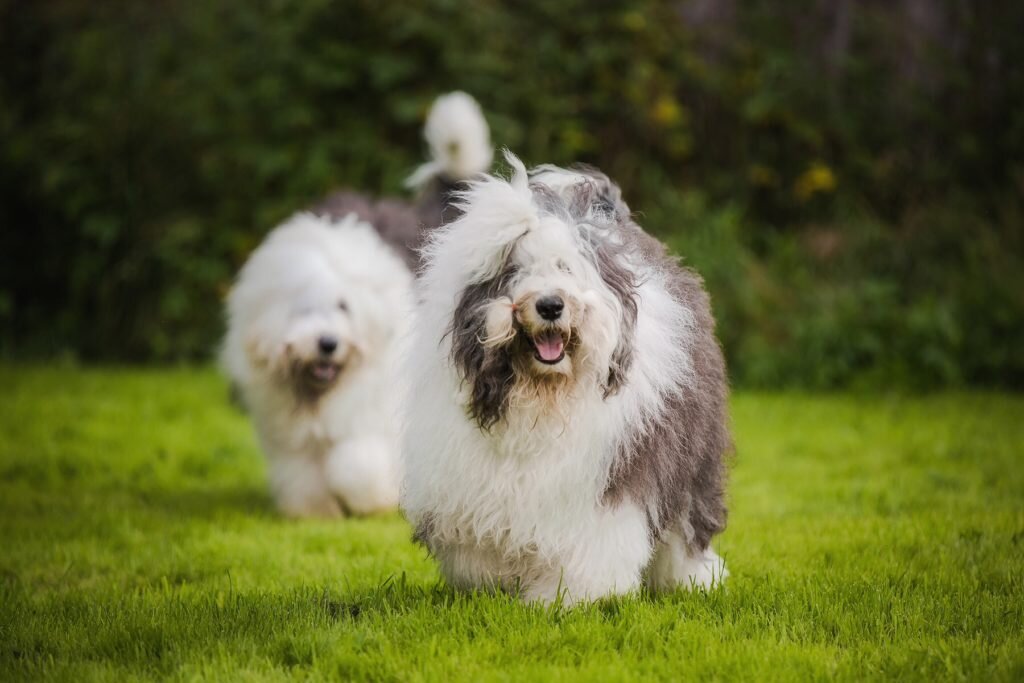https://dogipediya.ru/wp-content/uploads/2018/12/Old-English-Sheepdog-1.jpg