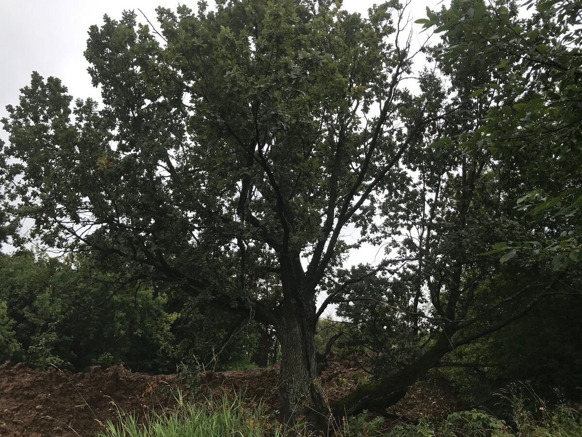 Вокруг Дуба сейчас раздор - идут строительные работы, но уже есть решение суда о приведении всего в порядок!  (листайте по стрелочке)