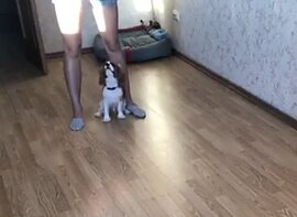 Кавалер

