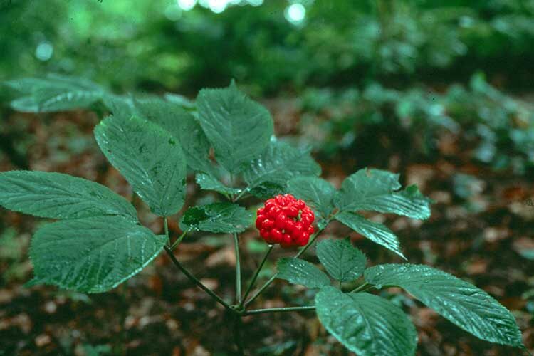 Листья, стебель и плоды женьшеня (надземная часть)