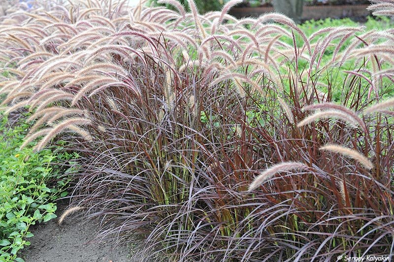 Пеннисетум щетинистый