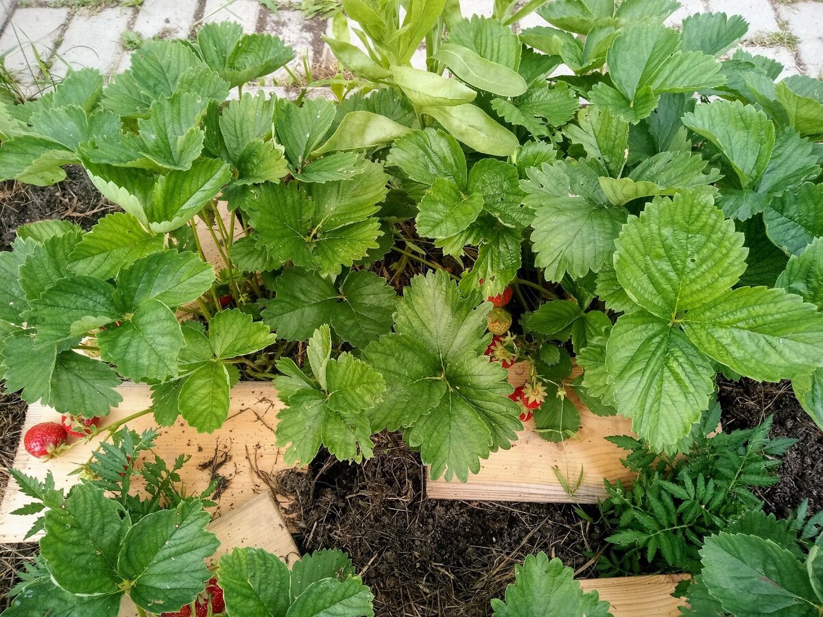 Клубника-первогодка Корона на грядке, начало июля 2020,  уже собрали часть ягодок