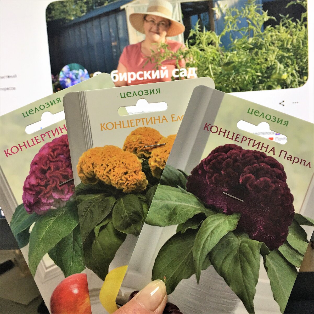 Целозии Концертина