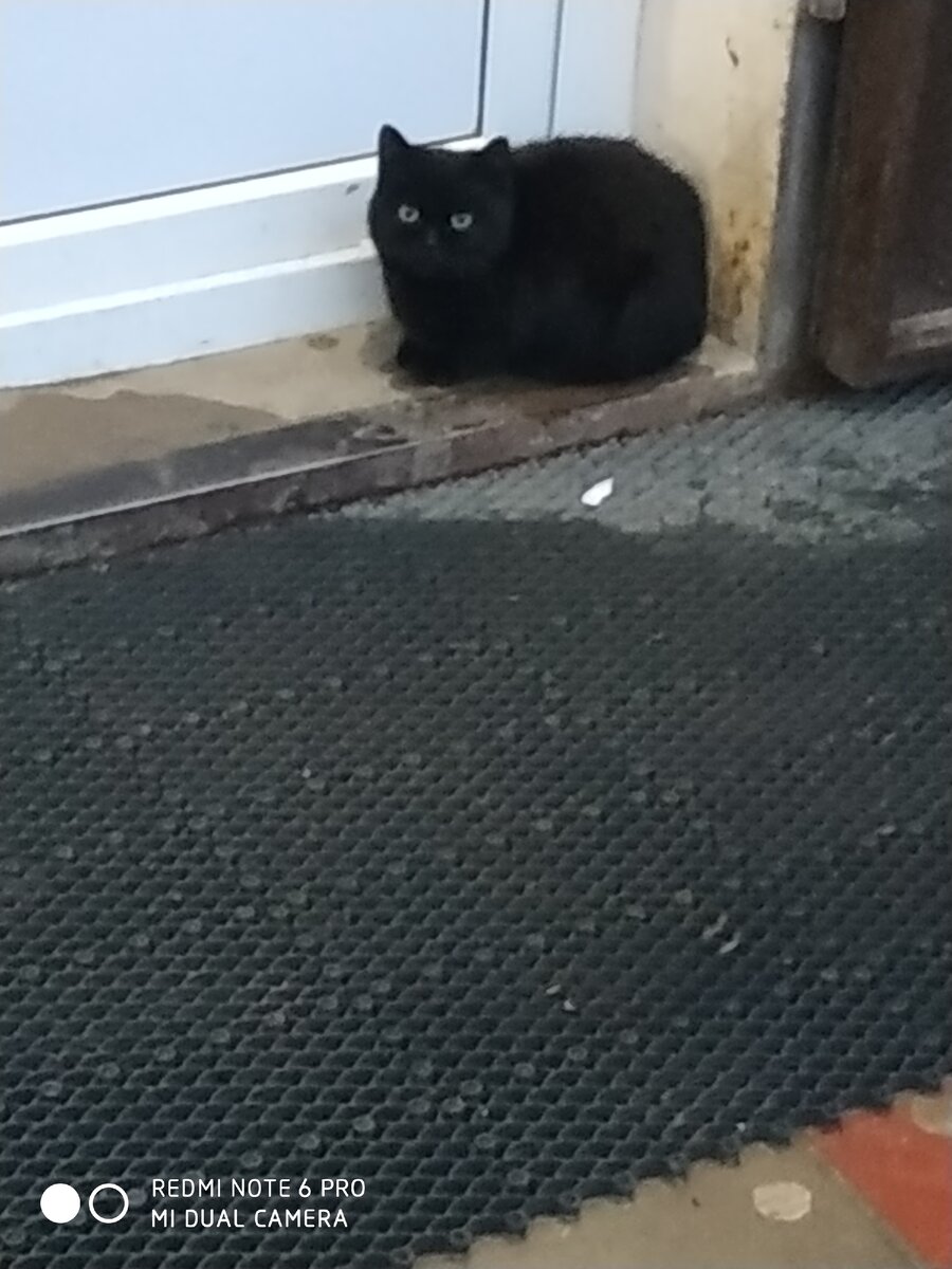 Котенок возле магазина