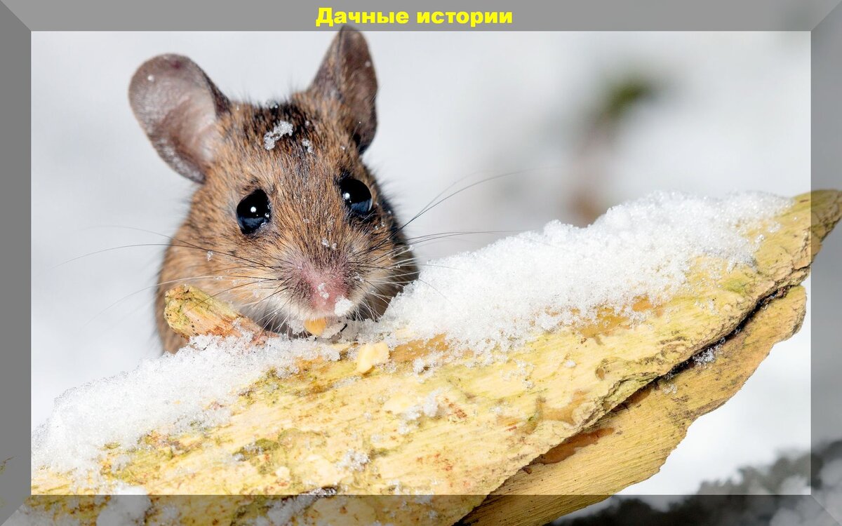 Защищаем ежевику и виноград зимой от мышей, чтобы не остаться без урожая |  Дачные истории | Дзен