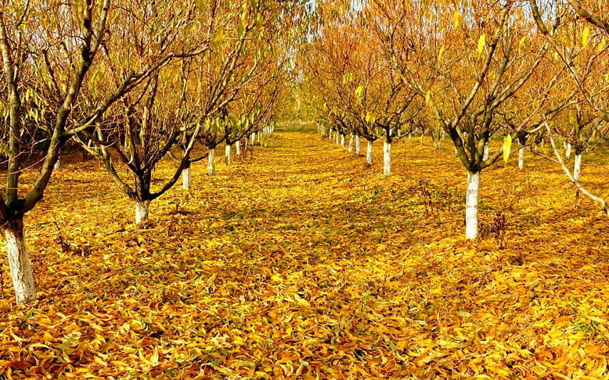 Осень                                                                                                                                                София Баталина