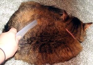 Несбалансированное питание