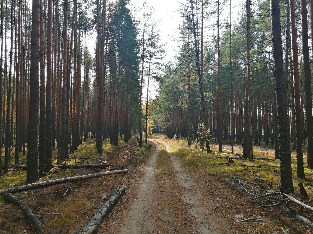 Дорога к озеру Заборье