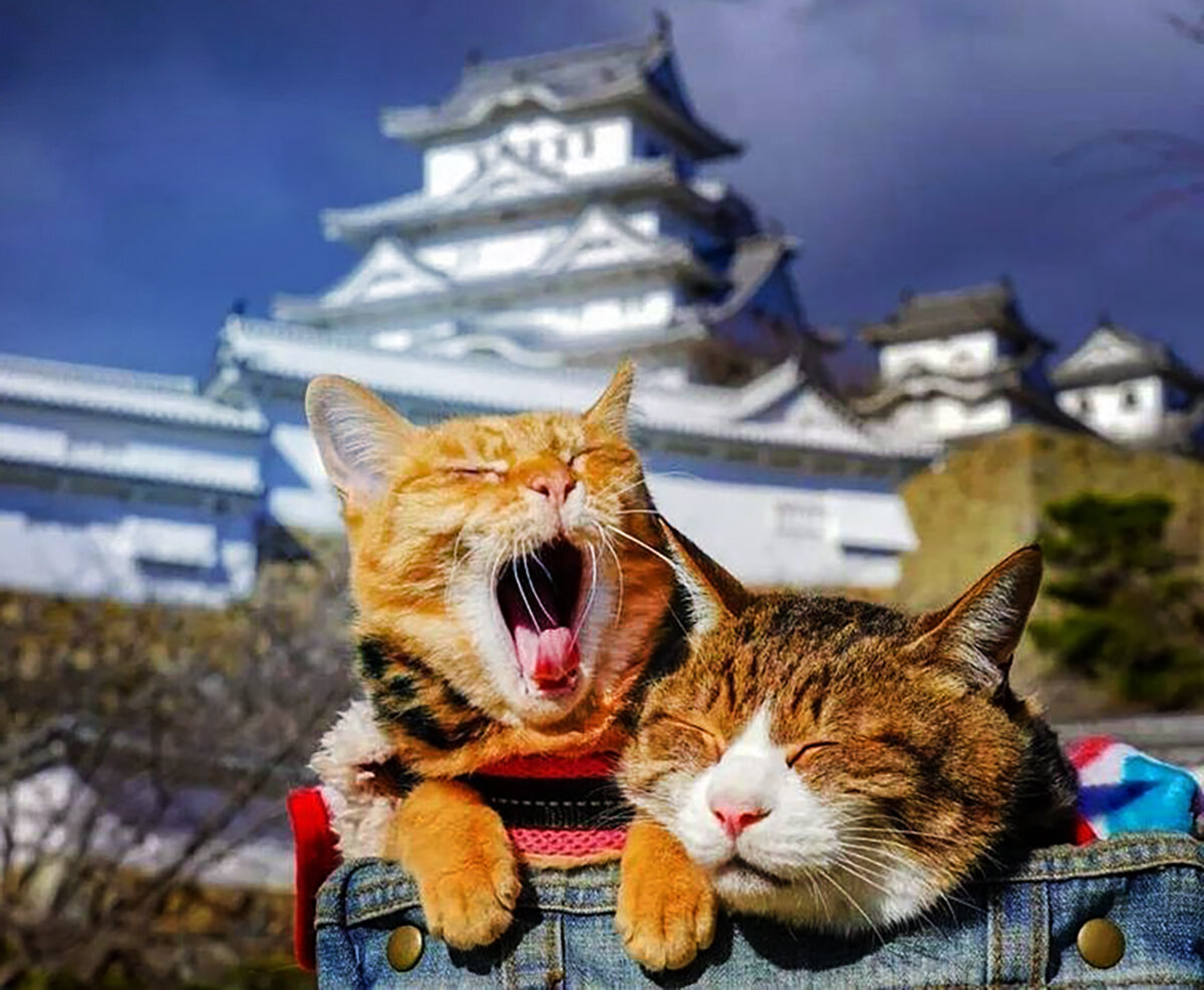 Котики в китае видео. Тасиро храм кошек. Остров Тасиро Япония. Кошки в Японии. Остров кошек.