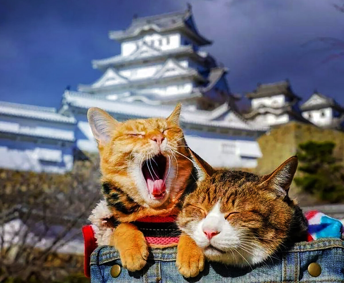 Котики киото. Храм мяу мяу в японии. Храм котиков киото. Храм мяу мяу в японии. Котики киото.