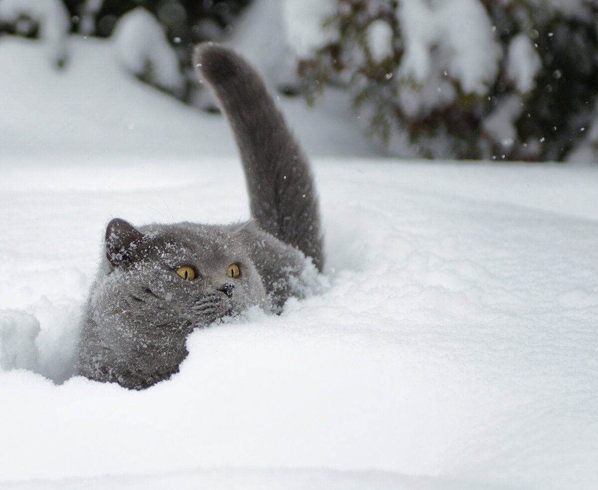 День снежного сугроба. Кот в снегу. Кошка зима. Коты зимой. Британский кот в снегу.