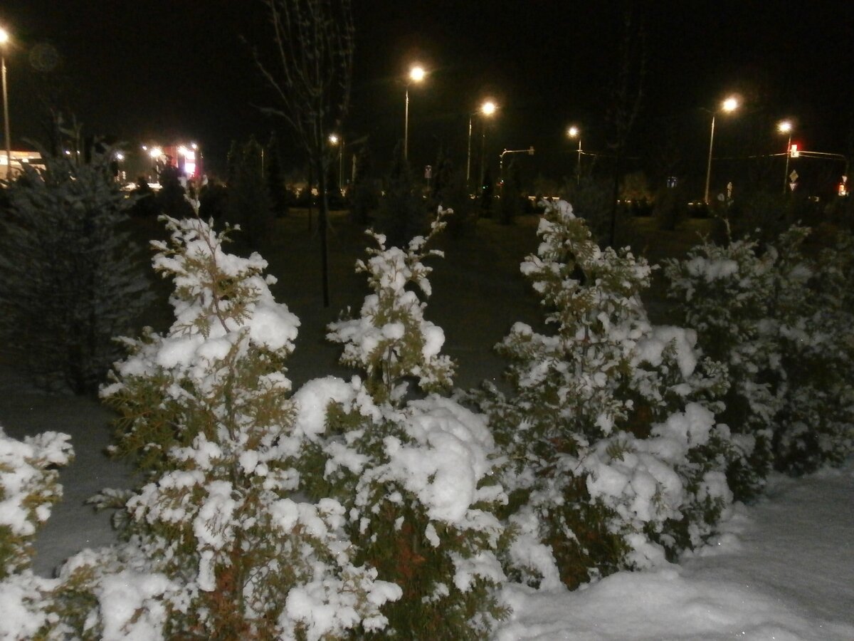 Деревца, окружающие мемориал