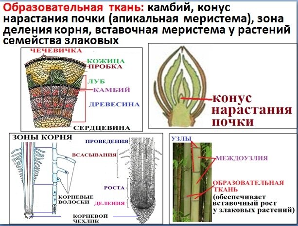 Ткани растений егэ рисунки