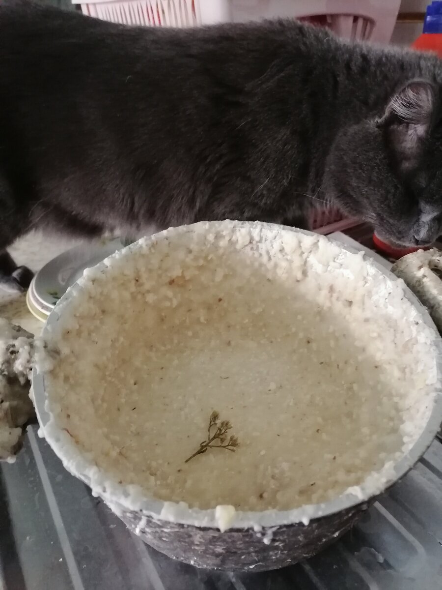 Собачья миска. Недоеденная каша замерзла. Отогревается дома