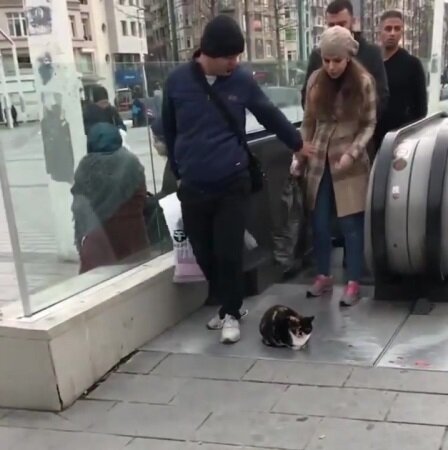 Котик отдыхает. Источник фото: https://vk.com/wall-86117014_153291