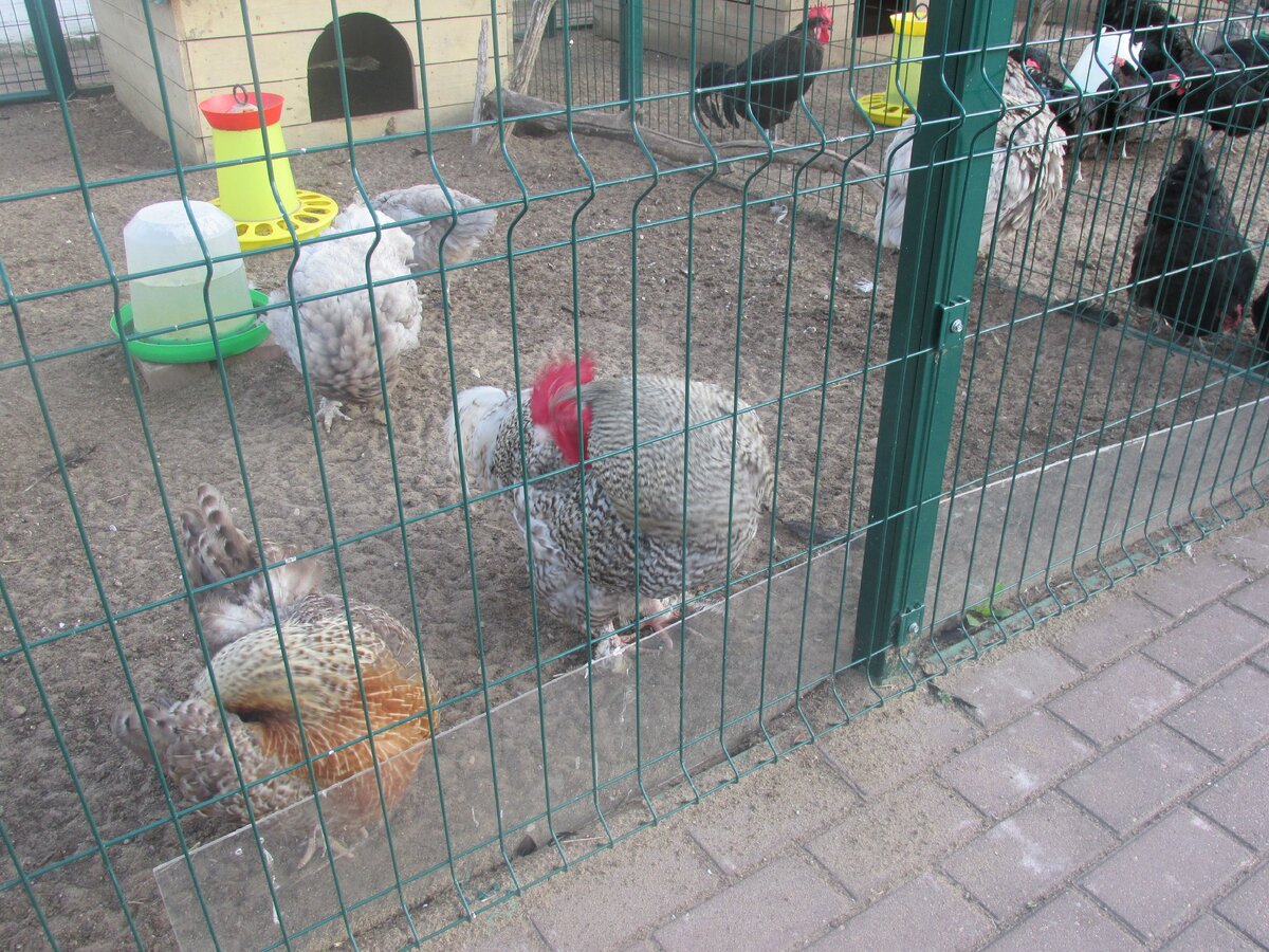 Птицы всё уворачивались от объектива