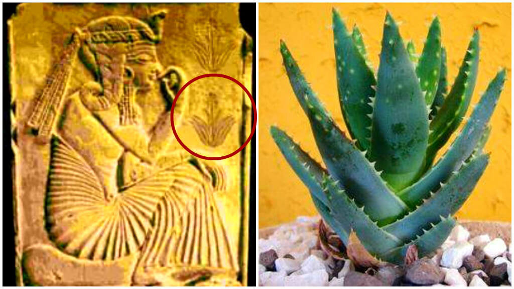 Алоэ Вера - секрет красоты Клеопатры