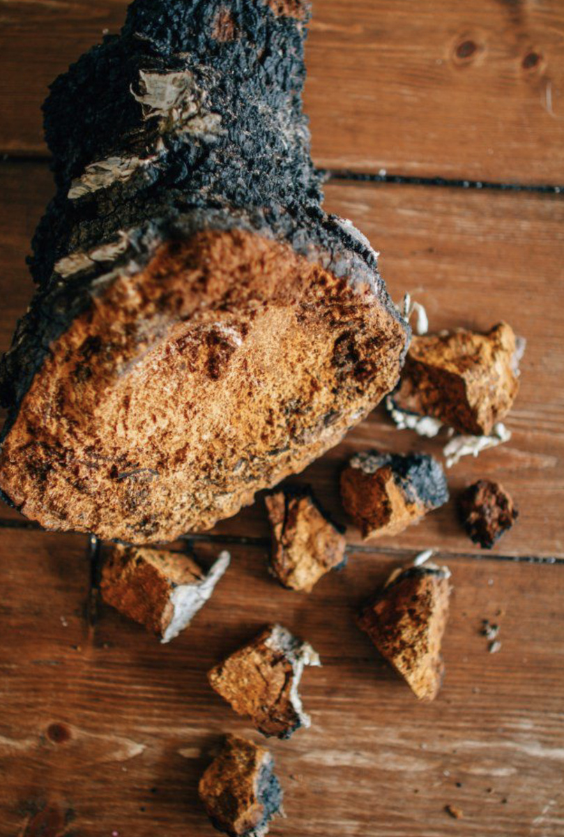 Так выглядит чага