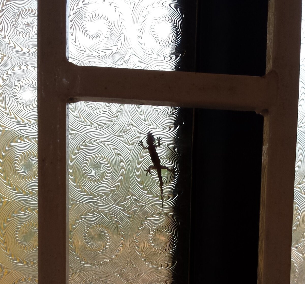 Просто ящерица в моей комнате в Индии. Там это считается хорошим знаком