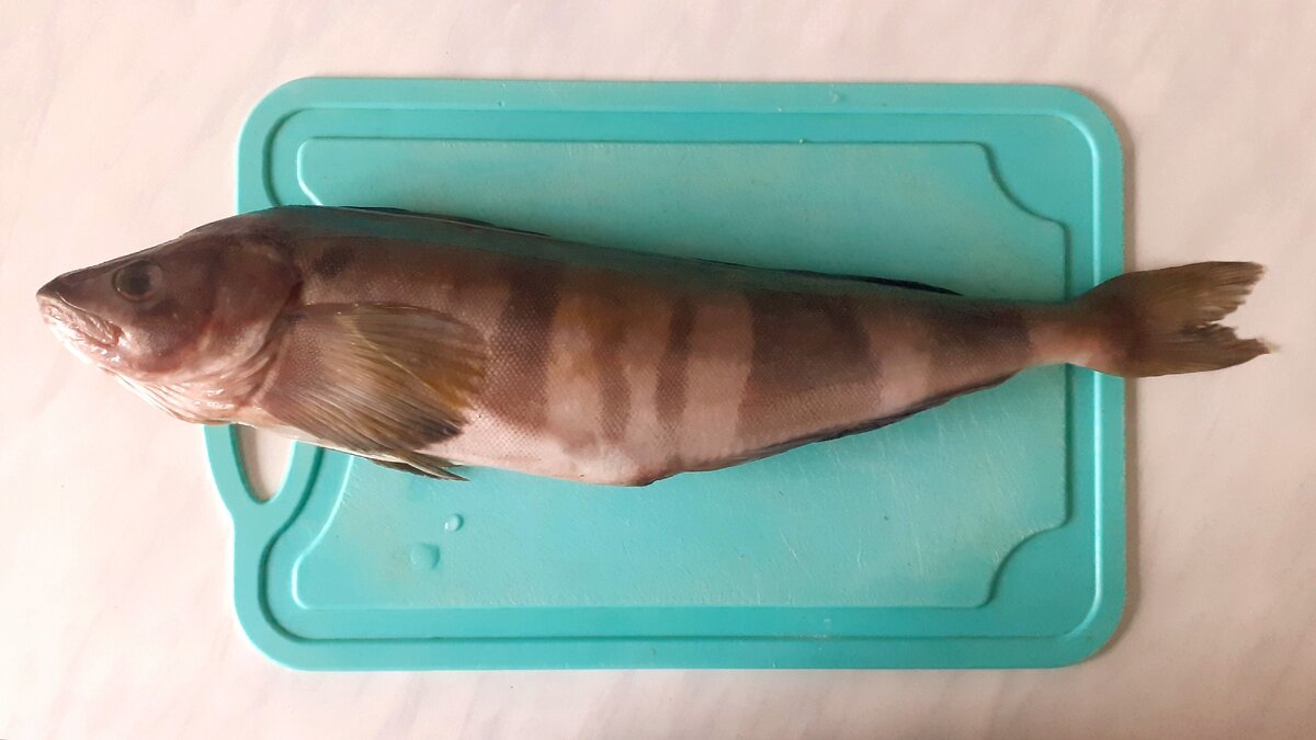 Терпуг с головой