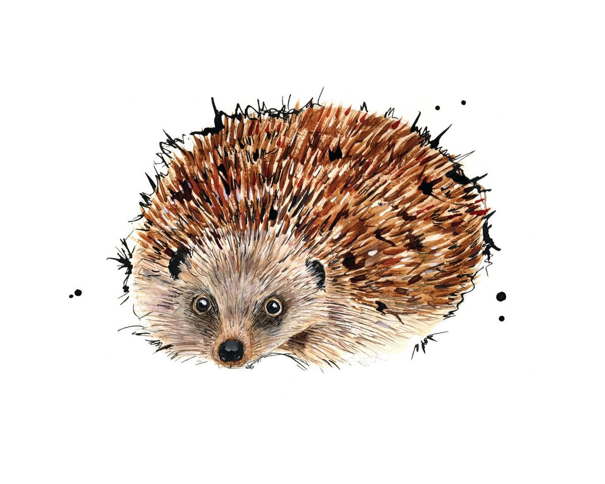 Ёжик