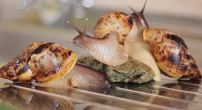 Польза и вред для человека улитки ахатины зависит от правильности ее использования и влияния на человека компонентов содержащихся в теле брюхоногого.