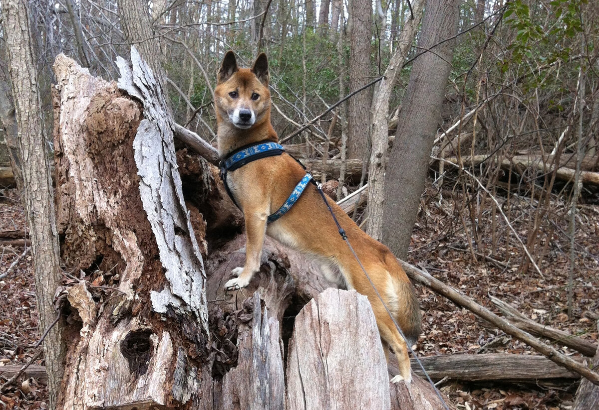 Canis Lupus hallstromi