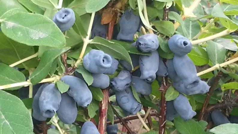 Сорт Лебедушка.