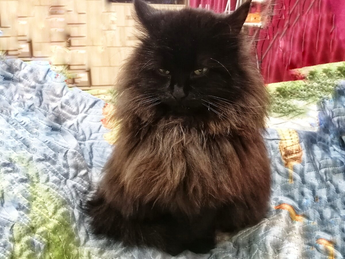 Это моя Шуба любимая! 