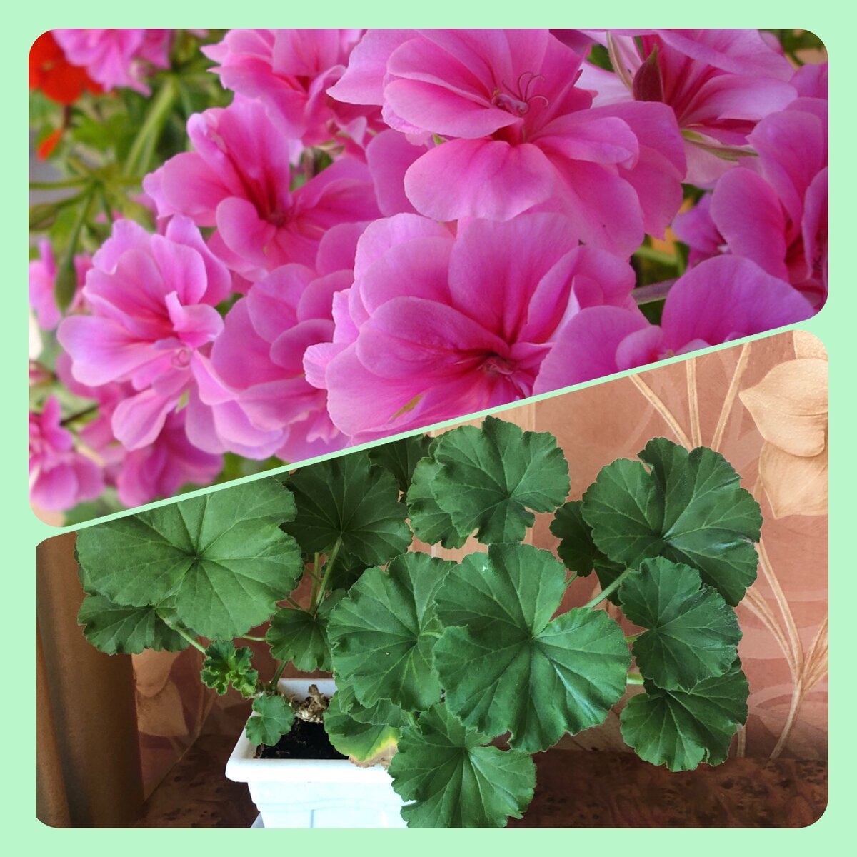 Сейчас герань не цветёт, цветы розовые, как на верхнем фото