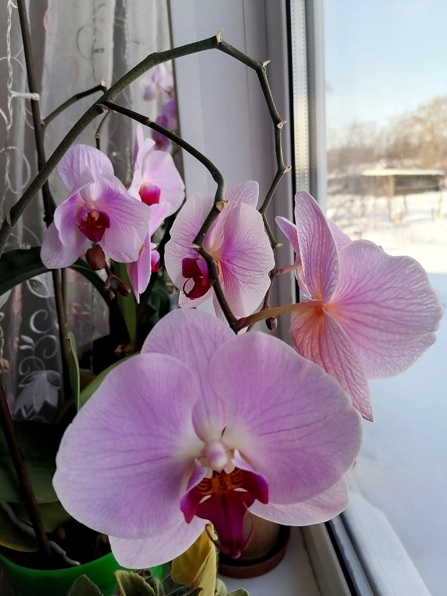 Красотка расцвела