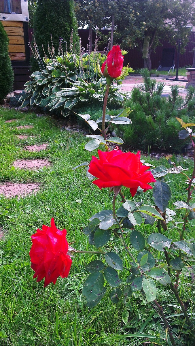 Розы алые. Фото автора. 